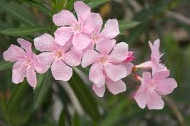 Pink Oleander Cuttings – Unrooted 6" Live Nerium Oleander Drought-Tolerant Evergreen Shrub for Hedges & Landscaping