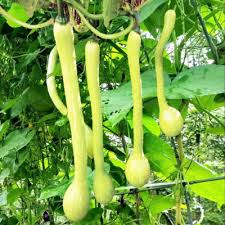 Tromboncino Squash Seeds – Heirloom Climbing Zucchini for Trellises, Summer & Winter Harvest – Cucurbita moschata, USA