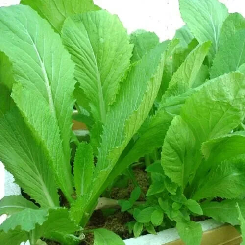 Chinese Mustard Green Seeds, Gai Choy, Cai Be Xanh, Brassica juncea, Nutrient-Rich, Fast-Grow, USA Seller