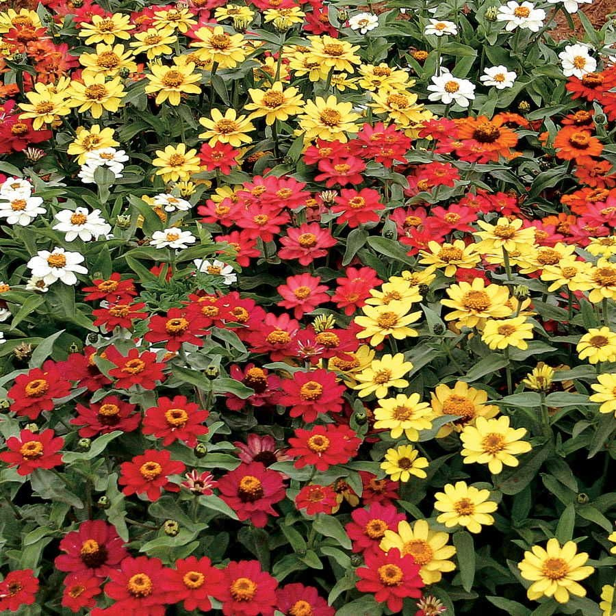 100+ Profusion Mix Zinnia Seeds – Bright Colorful Annuals for Garden Beds & Borders – Zinnia hybrida