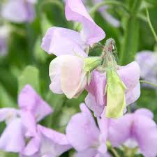 Elegance Lavender Sweet Pea Seeds – Early-Blooming Lavender Climbing Vine for Bouquets & Gardens – Lathyrus odoratus