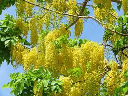 Golden Shower Tree Seeds, Cassia Bicapsularis, Yellow Flowers, Butterfly Host, Winter Blooming, Drought Tolerant