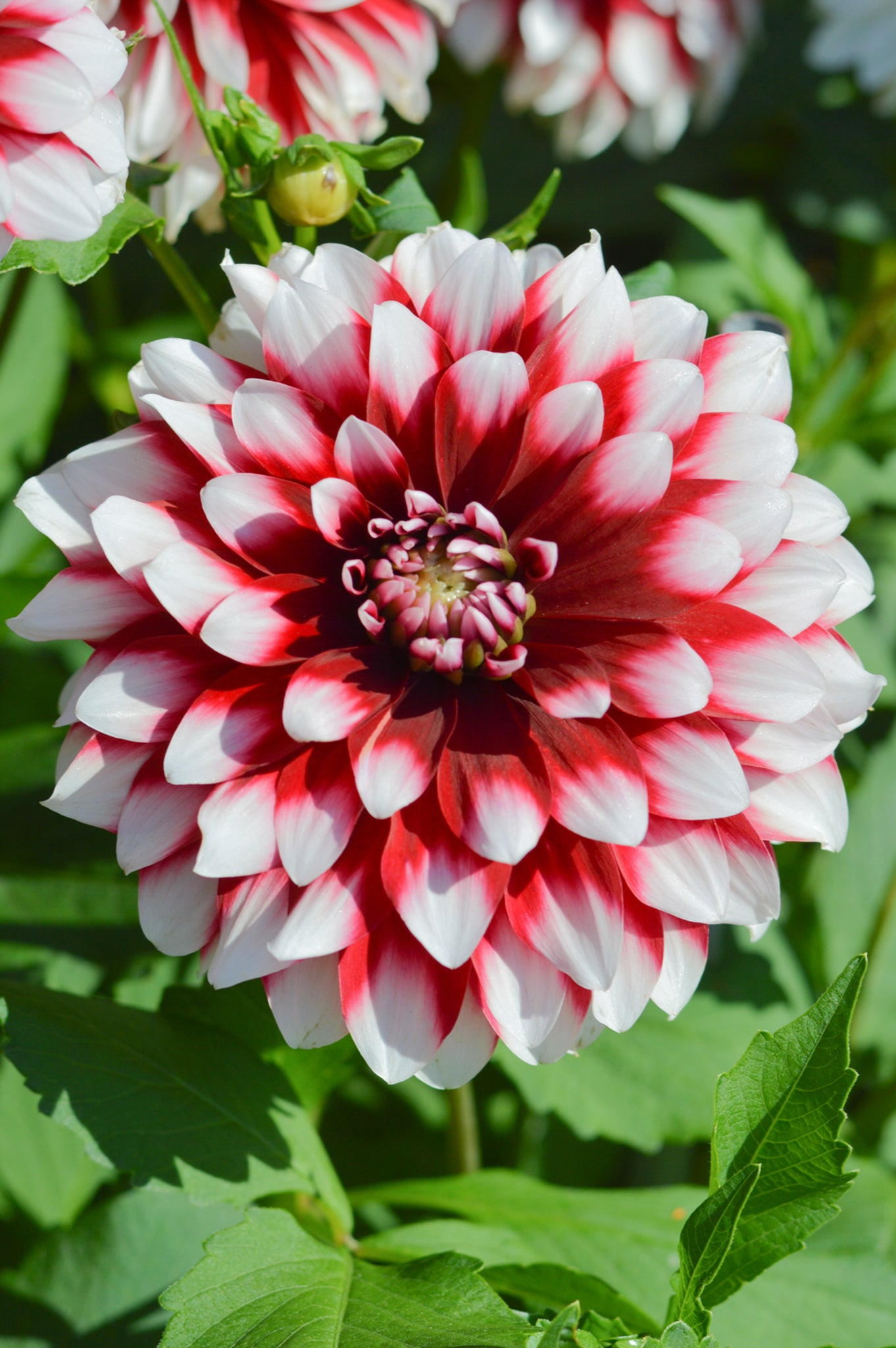 Dahlia Tuber - Red & White Large Blooms for Borders & Bouquets, USDA Zones 3-10, Summer Flowering, Garden Tubers