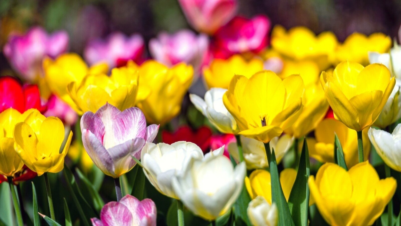 Tulip Pastel Romance Mix - 5 Bulbs, Pink, Purple, White, Salmon Yellow, Spring Blooms, Garden Bulbs, USDA Zones 3-8