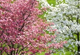 Florida Dogwood Seeds (Cornus florida) – 5 Seeds for Ornamental Tree with White & Pink Blooms
