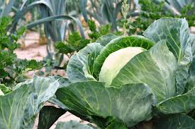 Danish Ballhead Cabbage Seeds 1g Heirloom Brassica oleracea for Planting & Gardening
