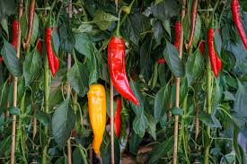 Jimmy Nardello Pepper Starter Plants - Sweet Italian Frying Pepper - High Yield Edible Plant - Capsicum annuum