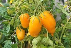 Banana Legs Tomato Seeds – Heirloom Yellow Paste Tomato – Solanum lycopersicum – Mild, Meaty, Low-Acid, Perfect for Sauces & Salsas