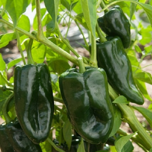 Ancho Poblano Hot Pepper Seeds – 250mg, Large Mild Green to Red Peppers, Capsicum annuum for Stuffing, Roasting & Mexican Cuisine