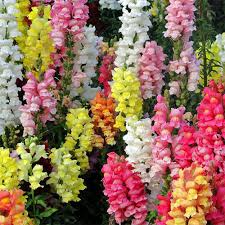 Magic Carpet Mix Snapdragon Seeds | Multicolor Blooms | 6-8 Inch Plant | Non-GMO, Pollinator Attracting, Heirloom Antirrhinum majus