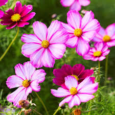 Cosmos Seeds Picotee Bicolor for Planting | Cosmos bipinnatus Pollinator-Friendly Wildflower Garden Seeds