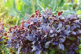 Dark Opal Basil Seeds - Aromatic Purple Herb for Cooking & Gardens - Ocimum basilicum, 500 Seeds