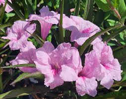 5 Pink Mexican Petunia Starter Plants | Ruellia brittoniana | Tropical Perennials, Bare Root, Vibrant Pink Flowers