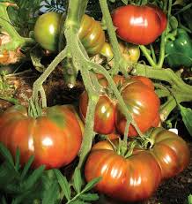 Black Krim Tomato Seeds - Heirloom, Non-GMO, 8-16 oz Fruit, Indeterminate, Russian Variety, Vegetable Garden Seeds
