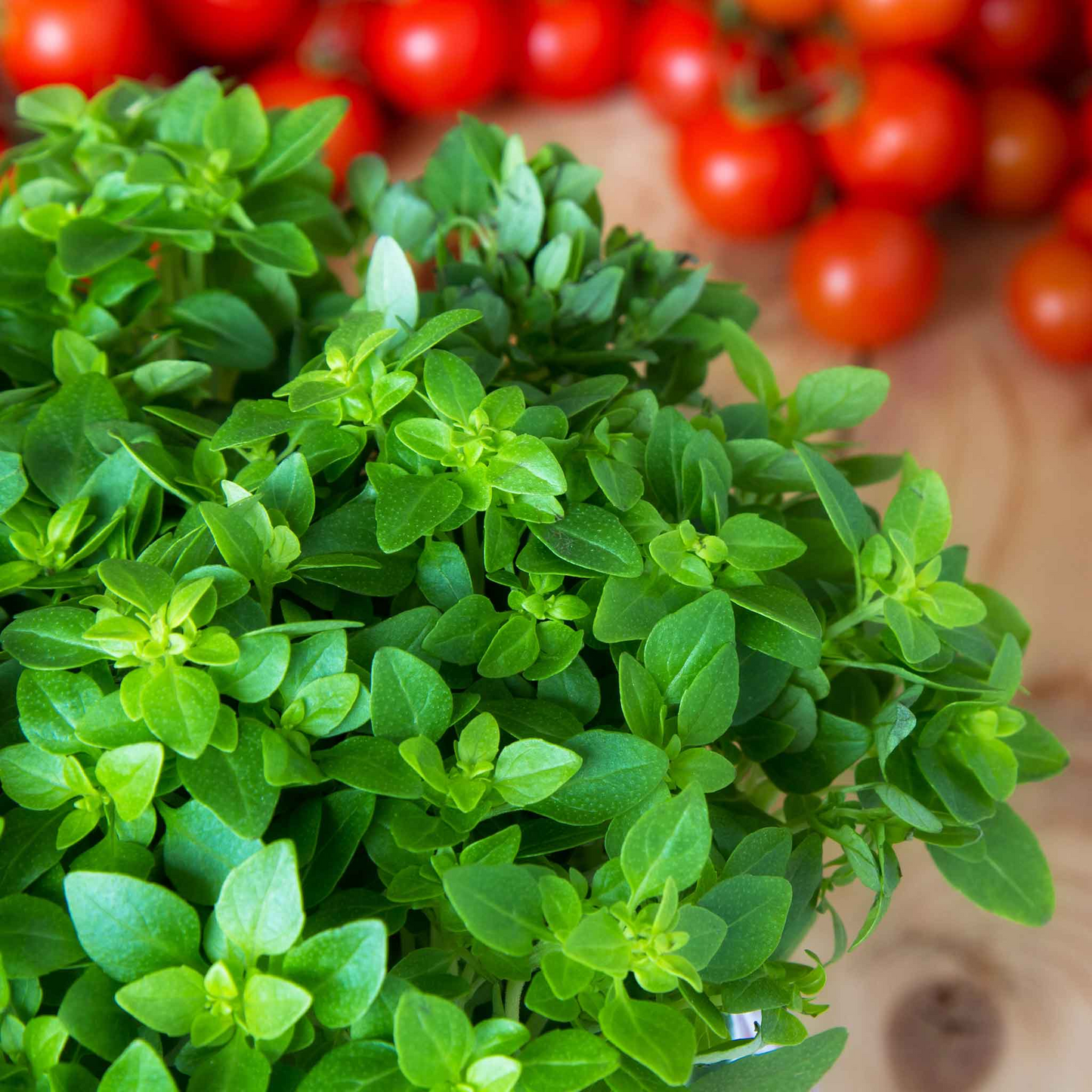 Italian Oregano Seeds 100 Pack - Origanum x majoricum for Cooking & Herb Gardens - Mediterranean, Italian, Drought-Tolerant