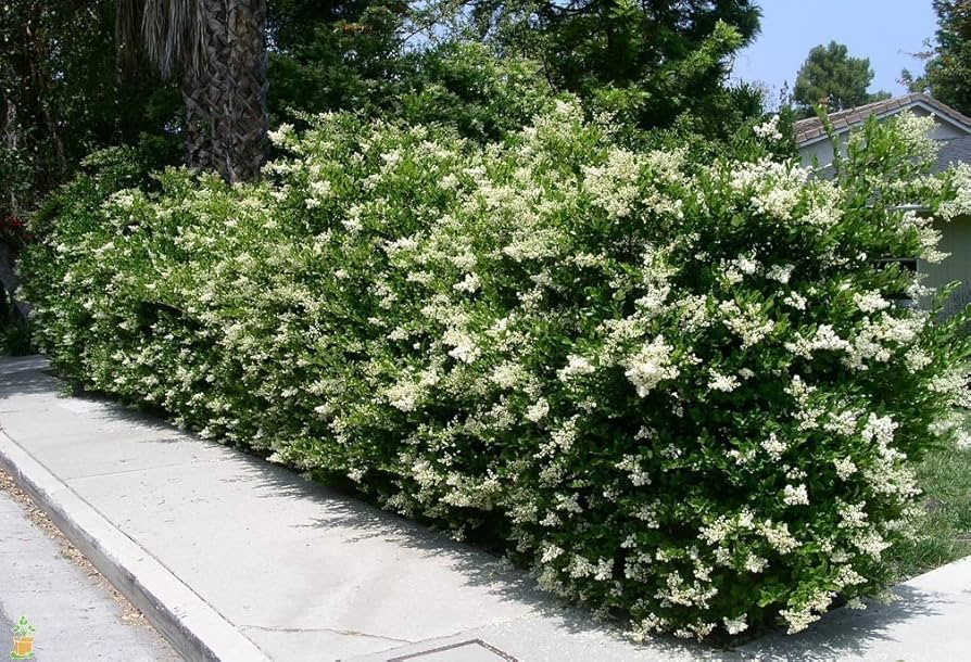 20 Ligustrum Glossy Privet Unrooted Cuttings - Evergreen Dense Privacy Hedge, Fast Growing Waxleaf Shrub for Landscaping