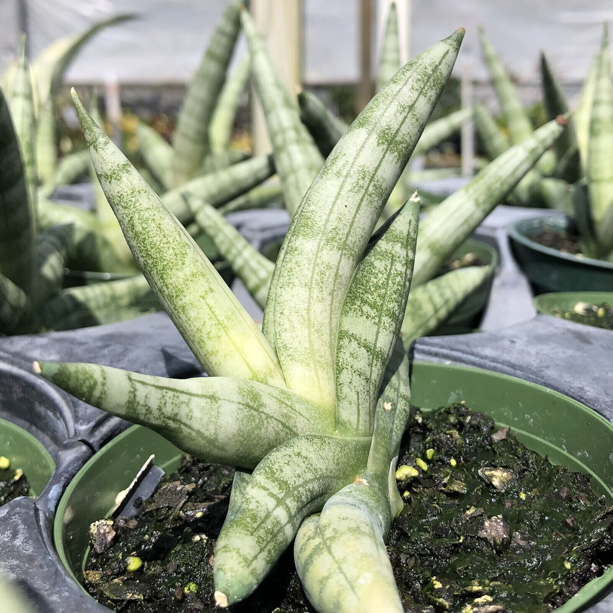 Sansevieria Cylindrica Boncellensis Starfish Plant 6-10" Rooted Succulent Drought-Resistant Indoor Garden