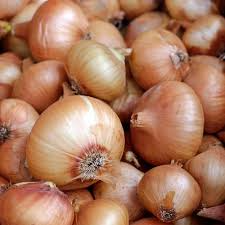 Treated Vidalia Sweet Onion Seeds - Non-GMO Heirloom, Early Grano Short-Day Variety, Allium cepa