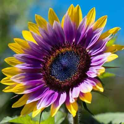 Purple Heart Sunflower Seeds, 50pcs, Helianthus annuus, Deep Purple Center, Annual Flower for Garden Beds & Cut Flowers