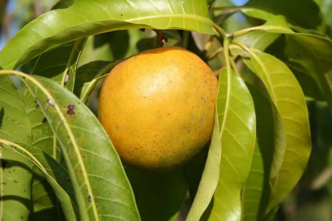 Grafted Cubano Mango Seedling - Tropical Fruit Tree - 3-4 Ft - Sweet Juicy Mangoes - Grown in Puerto Rico