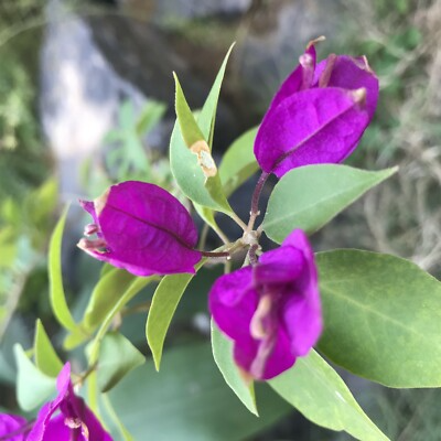 Purple Majesty Bougainvillea Starter Plant - Well Rooted Live Plug, Exotic Evergreen Vining Shrub, Tropical Flowering Plant