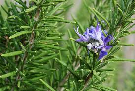 Rosemary Herb Seeds 100mg, Woody Aromatic Perennial, Culinary Herb for Roasting & Grilling, Salvia rosmarinus