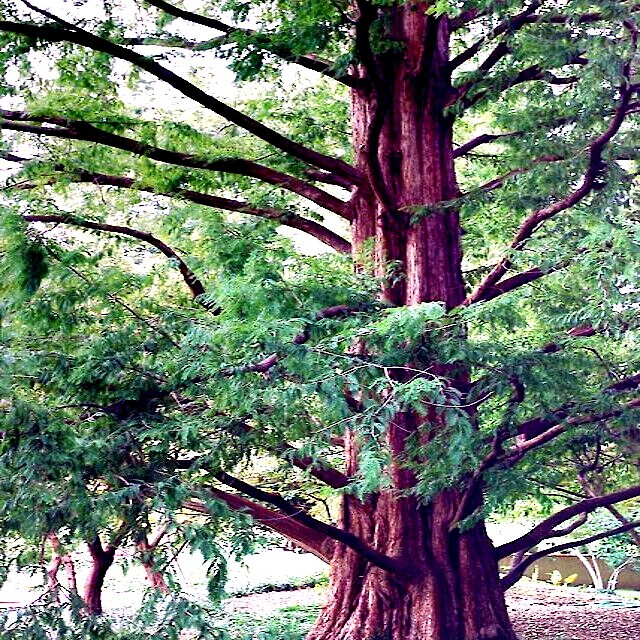 Dawn Redwood Tree Seeds – Fast-Growing, Fall Color, Hardy Deciduous Conifer, Metasequoia glyptostroboides, USDA Zones 5-8