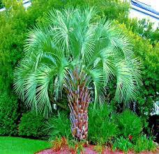 10 Jelly Pindo Palm Tree Seeds - Butia capitata, Cold Hardy Tropical Fruit, Edible Palm, Landscape & Container Growing