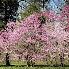 Eastern Redbud Tree Bare Root 2-3 Ft Cercis canadensis Pink Spring Blossoms Live Plant