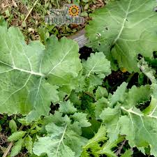 Dwarf Siberian Kale Seeds 1g | Cold-Hardy, Non-GMO, Heirloom Brassica oleracea for Winter Greens, Easy to Grow, Nutritious Vegetables