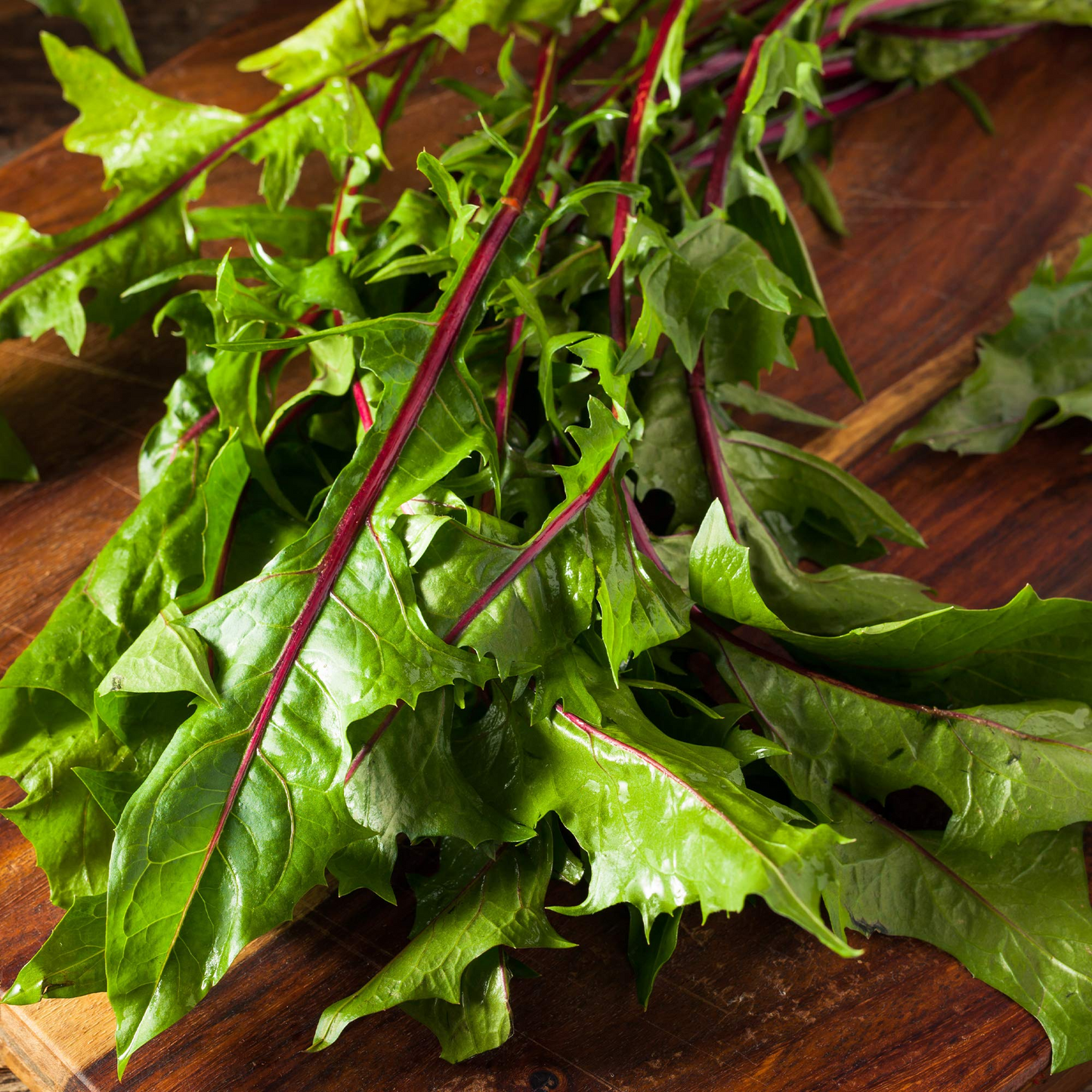 Red Stem Endive Seeds, Italian Dandelion Chicory, Non-GMO Heirloom, Cold Tolerant, Salad Greens, Edible Leaf Seeds