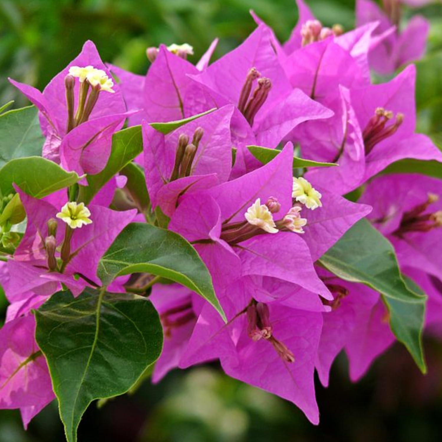 Purple Bougainvillea Starter Plant - 5-7 Inches Tall, Vibrant Purple Paper Flower, Climbing Tropical Shrub for Gardens & Landscaping