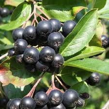 Aronia Black Chokeberry Cuttings - Set of 12 Unrooted 6-8" for Propagation, Aronia melanocarpa, Berry Bush, Edible Fruit