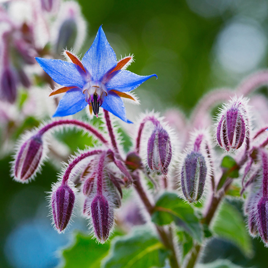 1 Gram Borage Seeds (Borago officinalis) – Edible Flowers, Pollinator Friendly, Easy to Grow Herb
