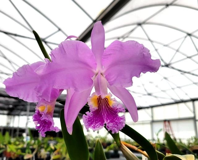 Cattleya Mossiae x Semi-Alba Orchid Seedlings | Live Plant in 3" Pot | Blue Dynasty Hybrid | Easy to Grow, Fast Blooming Orchid