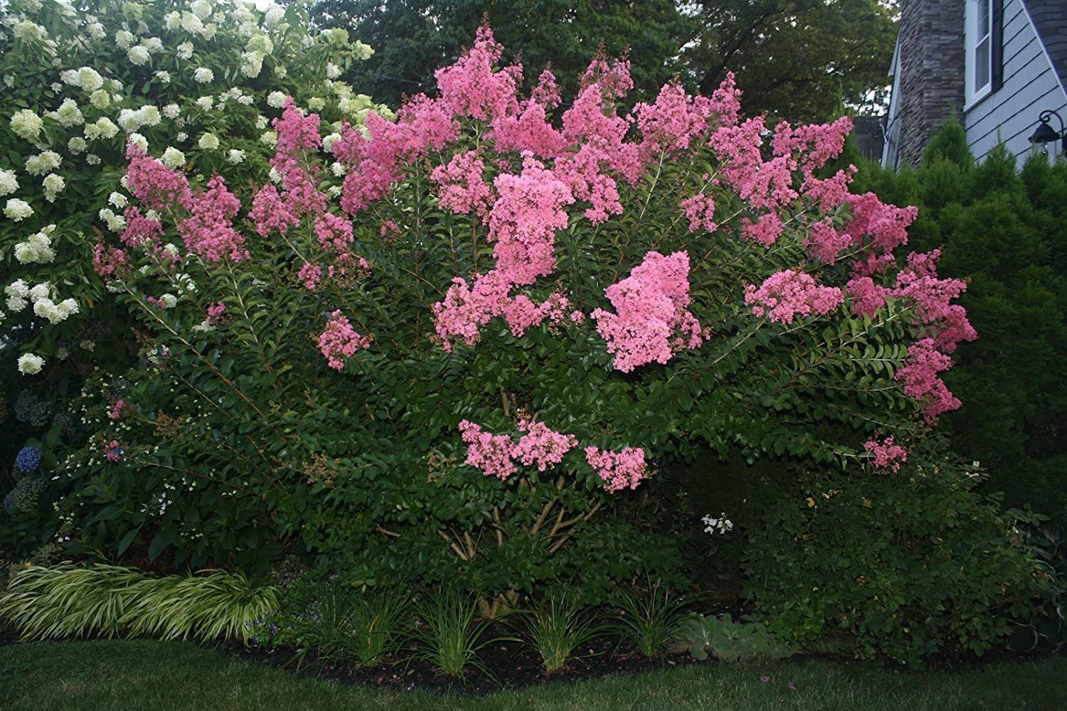 Dark Pink Crepe Myrtle Cuttings - 7 Live 6" Lagerstroemia indica Flowering Tree for Outdoor Gardens USDA Zones 7-10