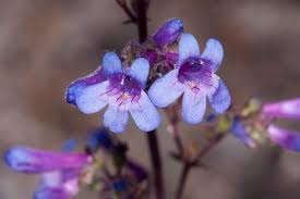 Low Beardtongue Seeds – Penstemon humilis – Native Wildflower with Blue-Purple Blooms, Drought-Tolerant Perennial, 100mg Seeds