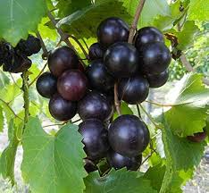Organic Muscadine Grape Vine Clippings - 8 Fresh Unrooted Cuttings for Propagation, Grafting, and Growing Vitis rotundifolia