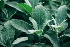 Sage Broadleaf Seeds – 300mg Heirloom Culinary Herb, Fragrant, Drought Tolerant, High Yield, Salvia officinalis