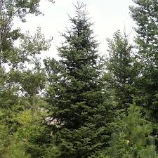 Balsam Fir Seeds 250mg for Planting, Abies balsamea, Evergreen Tree, Cold Hardy, Landscaping & Reforestation
