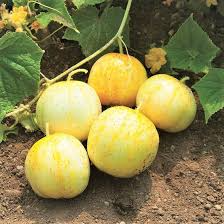 50 Lemon Cucumber Seeds – Small Round Bright Yellow Cucumis sativus for Salads & Pickles
