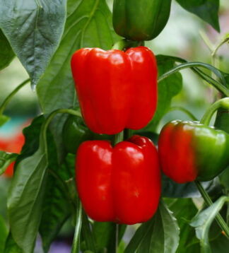Big Red Pepper Seeds – Capsicum annuum – Sweet, Thick-Walled, High-Yielding Bell Peppers for Stuffing & Cooking