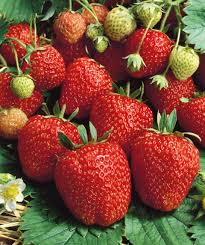 Seascape Ever Bearing Strawberry Plants Bare Root, Fragaria × ananassa, High-Yield Sweet Berries for Garden or Containers