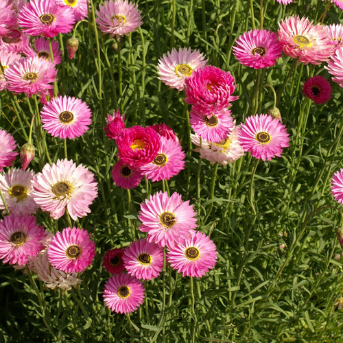 Pink Paper Daisy Seeds - Helipterum roseum, Everlasting Flowers for Florists & Crafters, Pollinator-Friendly, Non-GMO, 200 Seeds