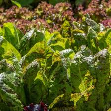1000 Freckles Romaine Lettuce Seeds – Heirloom, Non-GMO, Red & Green Speckled Leaves Lactuca sativa