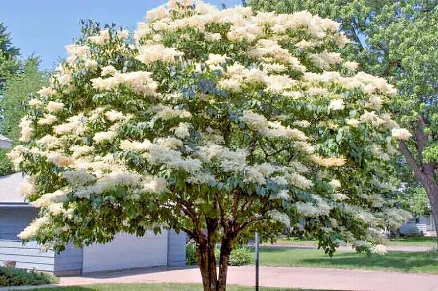 Japanese White Lilac Tree Seeds – Syringa reticulata, Fragrant White Flowers, Cold Hardy, Ornamental Flowering Tree