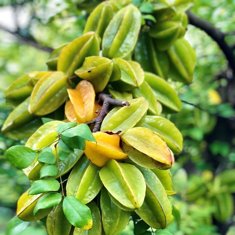Grafted Star Fruit Seedling Plant | Live Averrhoa carambola Tree | Tropical Sweet Fruit for Garden or Patio