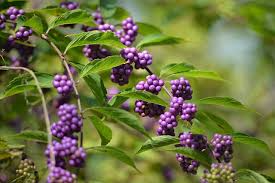 Callicarpa americana Seeds – Native American Beautyberry Shrub with Bright Purple Berries for Wildlife Gardens