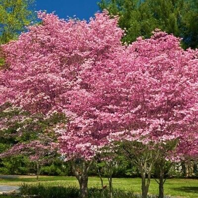 Pink Flowering Dogwood Tree - 10-12" Well-Rooted Deciduous Garden Tree with Pink Spring Flowers, Ships in Pot