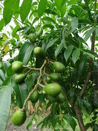June Plum Starter Plant - Tropical Fruit Tree, 3-4 ft Tall, Spondias dulcis, Edible Fruit, Ornamental, High Yield